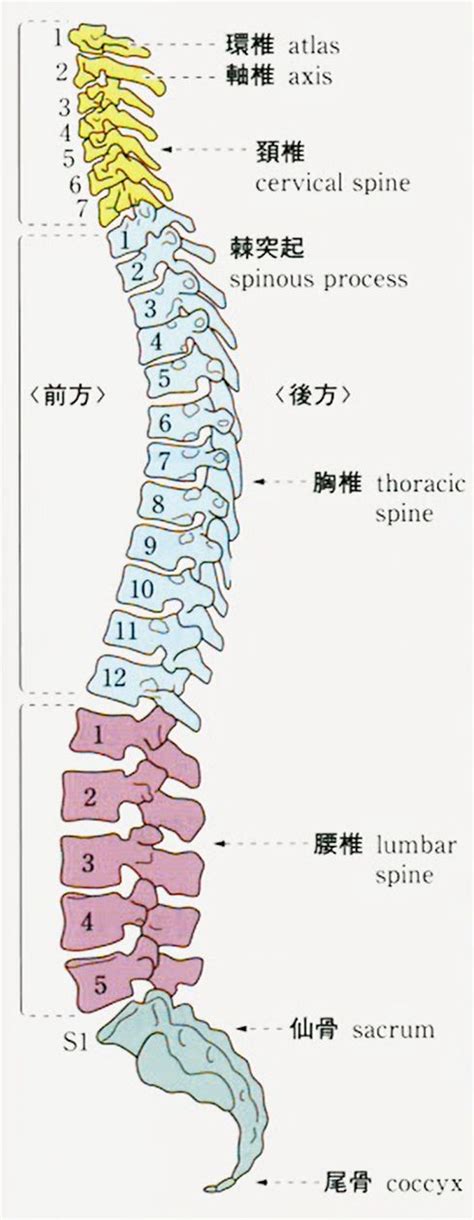 人的龍骨